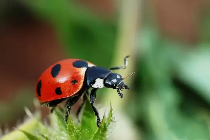 amulet lucky ladybug